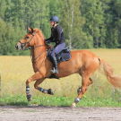 Equestrian logo